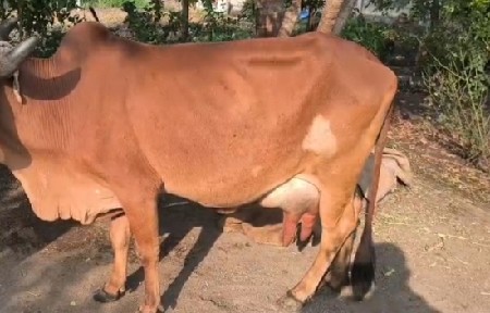 थंबनेल 2