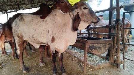 વાછરડી વેચવાની છે.