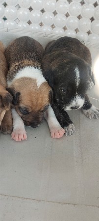 અપનાવવા છે પાકિસ્તાની ભૂલ છે