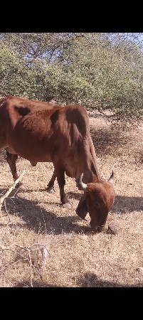 gir gay vechvani che.