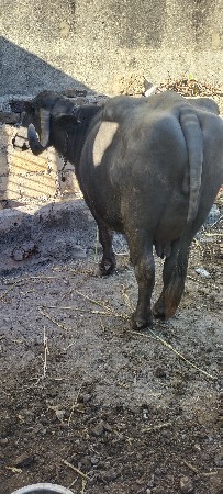 ભેંસ વેચવાની છે