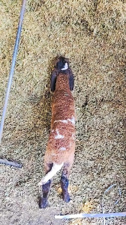 ઘેટા ના માથા પર ચાન્દ છે