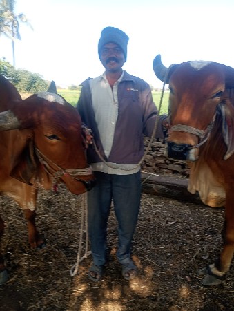 આ ગોઢલા વેચવાના છે. સાવ સોજા