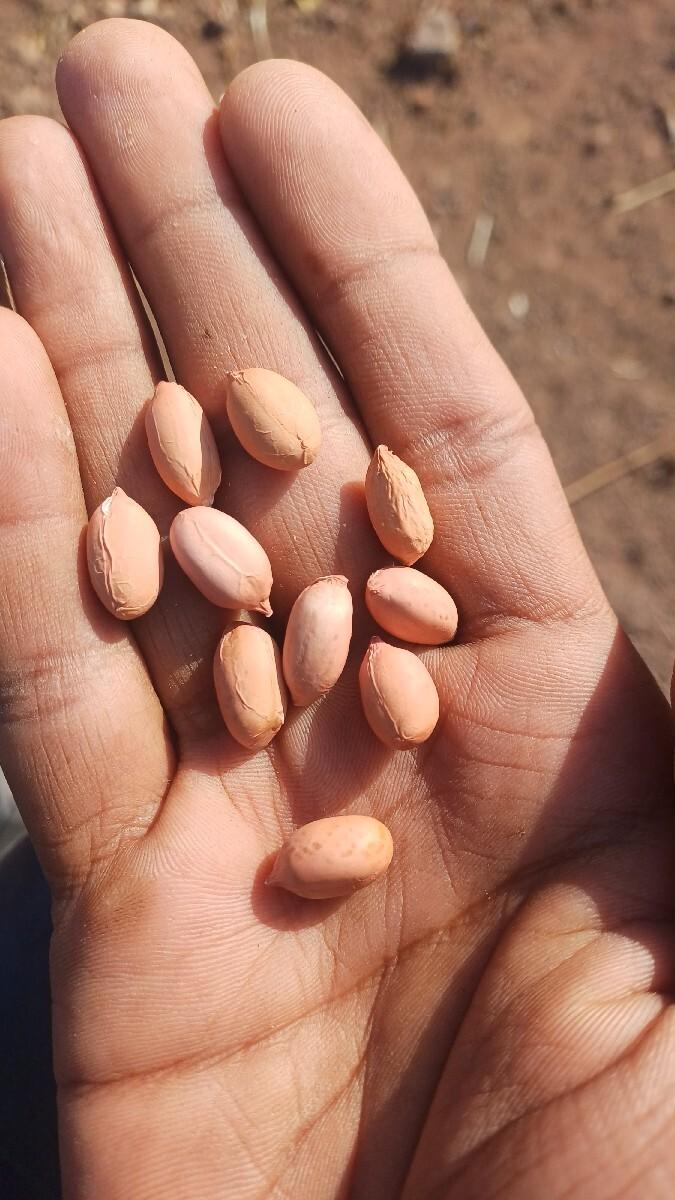 ગીરનાર 4