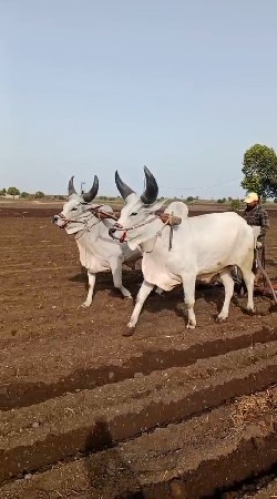 1 કા 2 ઘર ના ગોઢલા લેવા ના છે