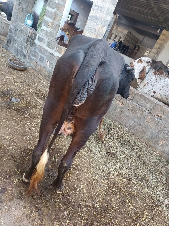 थंबनेल 3