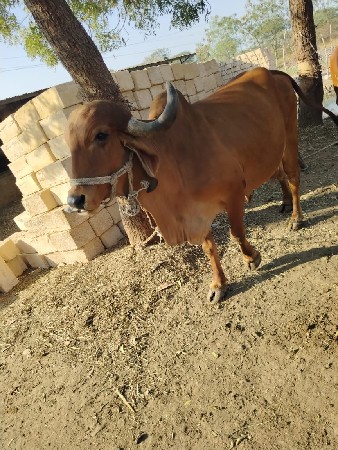 थंबनेल 3