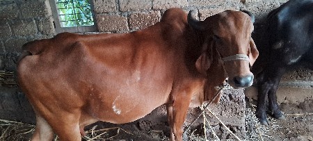 આ ગાય વેશવાની છે