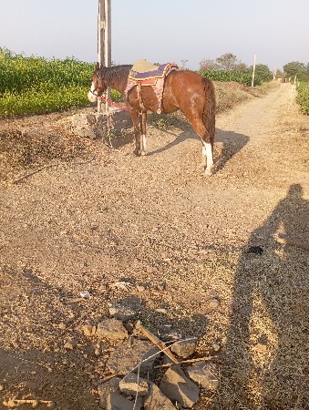 थंबनेल 2