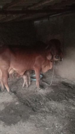 ગીર ગાય વેચવાની છે