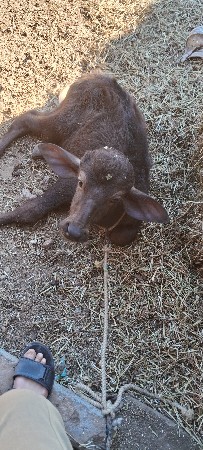 ભેસ. વેસવાનીછે