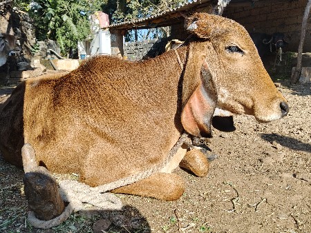 ગીર વાછળી વેચવાની છે