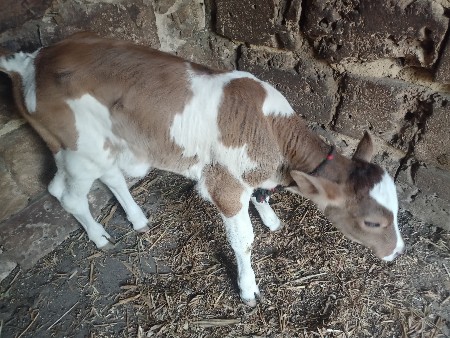 ગાય વેચવાની છે