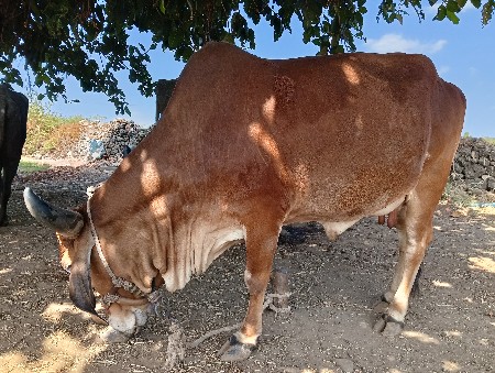 ગાય વેચવાની છે