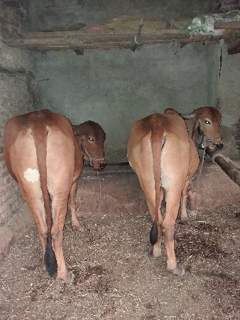 6 દાતે છે