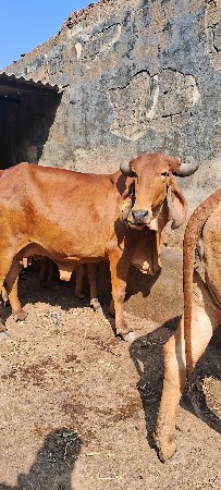 थंबनेल 3