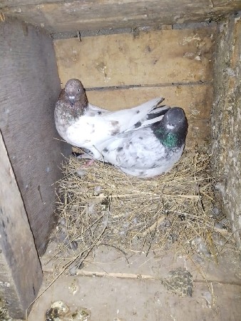 थंबनेल 3