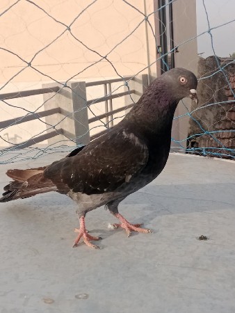 થંબનેલ 2