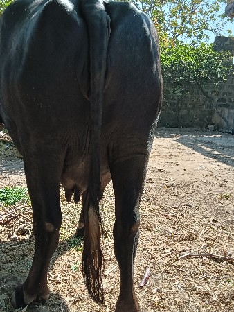 ખડેલી વેચવાની છે પહેલું વેતન