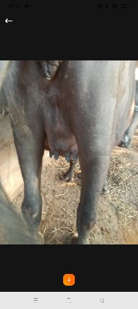 ભેંસ વેચવાની છે