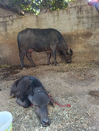 थंबनेल 1