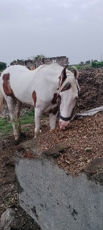 ઘોડી વેચવાનીછે