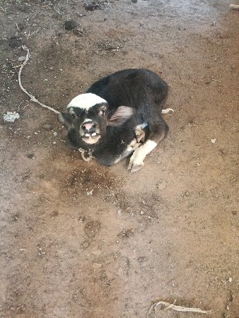 થંબનેલ 2