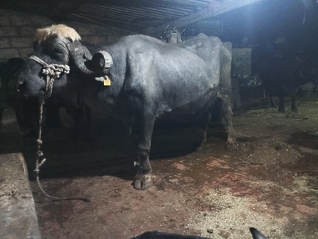 આ ભેસ વેબની છે