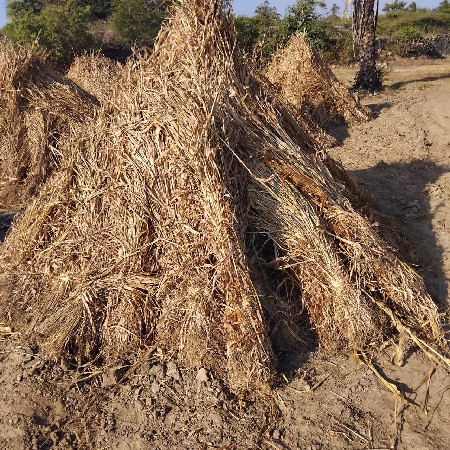 જૂવાર વેસવા ની છે