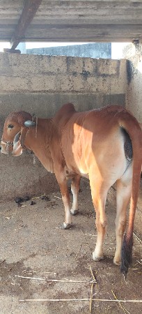 ગીર ગાય વેચવાની છે