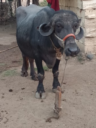 પેલું વેચવાની છે