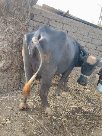 थंबनेल 3