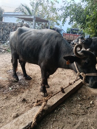 થંબનેલ 2