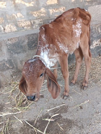 થંબનેલ 3