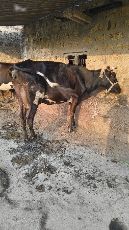 थंबनेल 2