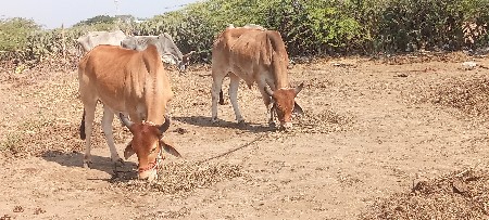 थंबनेल 2