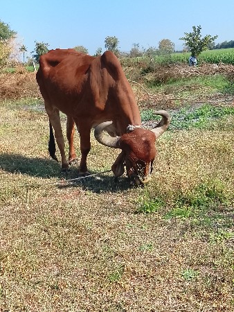 थंबनेल 2