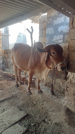 ગીર ગાય બેસવાની છે