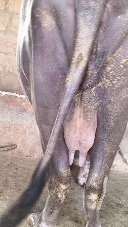 વેસવાની í