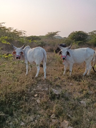 ગોધલાં વેચવાના છે