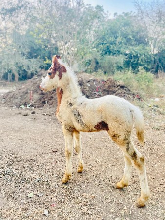 थंबनेल 2