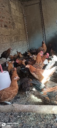 દેશી મુર્ગા વેચવાના છે