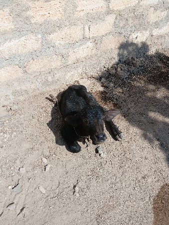 ભેસ વેચવાની છે