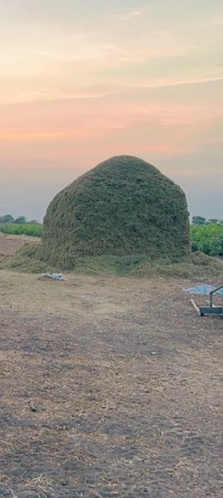 bhuko
ભૂકો 
પાલૉ  જી 20