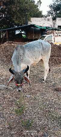 ઔરીજલ કાંકરેજ હોળકી વેચવાની છે