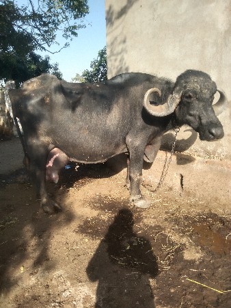 ભેંસ વેચવાની છે