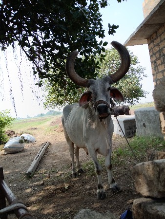 ઍક વેચવાનો છે