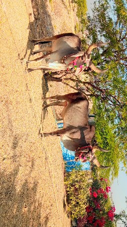 આ બળદ વેચવા નાસે 2 વાવણી નાસે