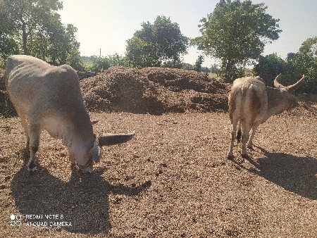 ગોધલા વેશવા ના છે