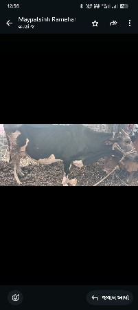 ગાય વેચવાની છે